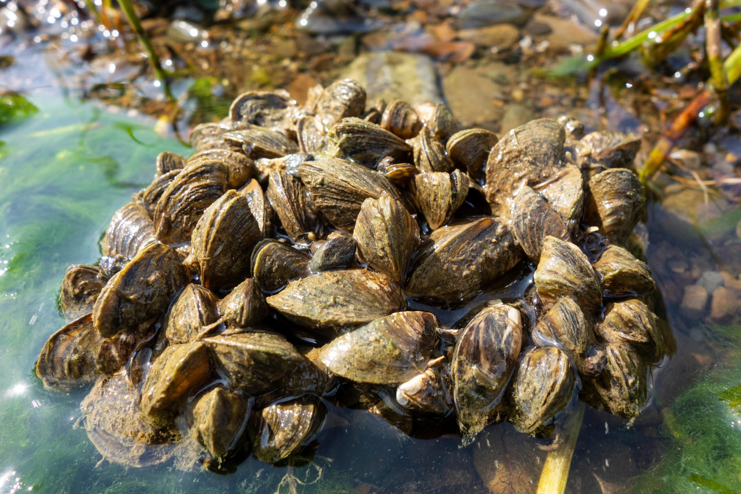 mussel-species